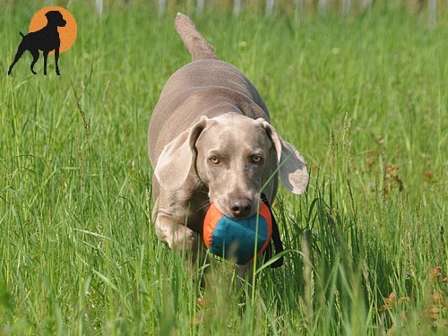 Nylon Outdoor-Spielball mit Wurfschlaufe, 15cm