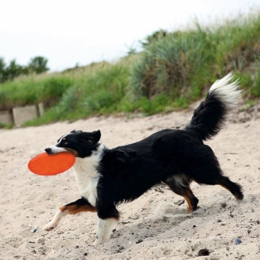 Trixie TPR Dog Disc aus thermopl. Gummi, 18cm