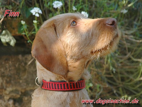 Halsband Schwarz/Rot, 40cm