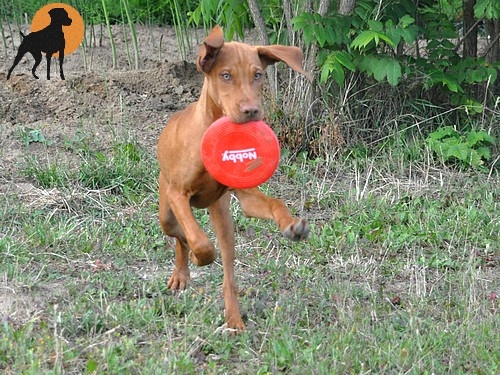 Nobby PVC Mini-Frisbee, 15cm