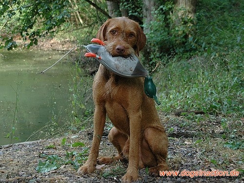 Dokken Deadfowl Trainer Stockente, groß