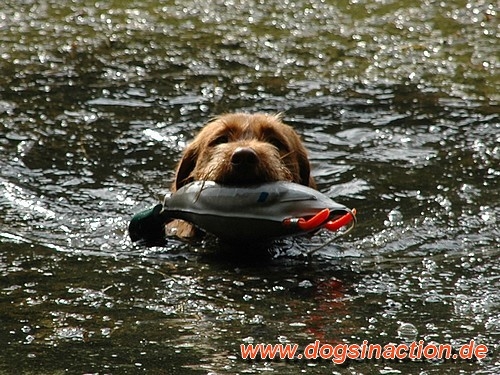 Dokken Deadfowl Trainer Stockente, groß