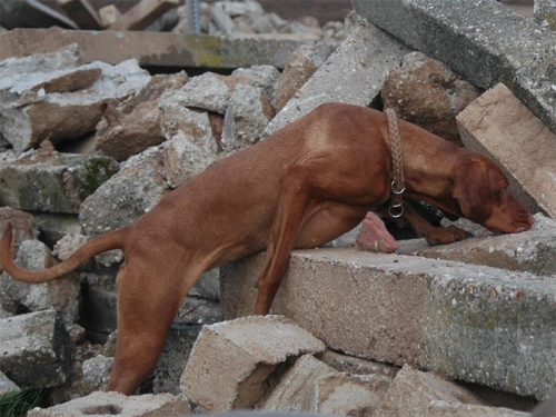 G2 Tauwerk Halsband Basic, rund geflochten, mit Zugstop, Sandrot