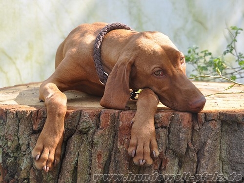 G2 Tauwerk Halsband Basic, rund geflochten, mit Zugstop, Mocca