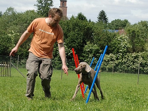 Dog Activity Agility Slalom Stangen (12 Stück)