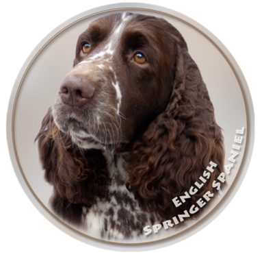 Aufkleber Springer Spaniel, Braun, rund 13cm