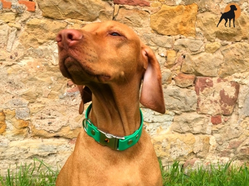 HWP Biothane Beta Maßhalsband 25mm mit Alu-Verschluß