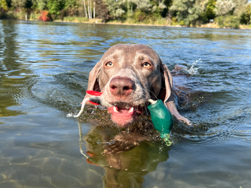 Dokken's Puppy Mallard Stockente, ca. 100g
