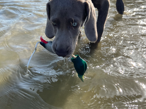 Dokken's Puppy Mallard Stockente, ca. 100g