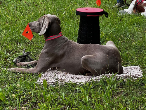 Fährtenfähnchen Square Flag, leicht, 38x10x13cm