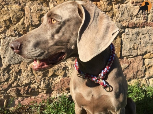 G2 Tauwerk Halsband Basic, rund geflochten, mit Zugstop, Granat