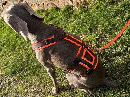 annyX Brustgeschirr Safety Protect, leuchtorange/braun