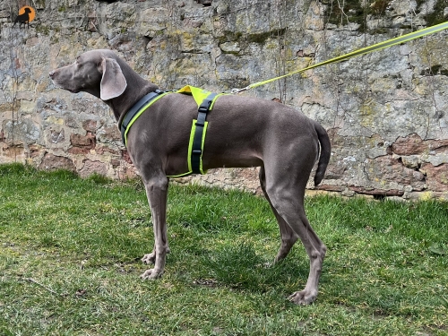 annyX Suchhund-Geschirr, leuchtgelb/grau