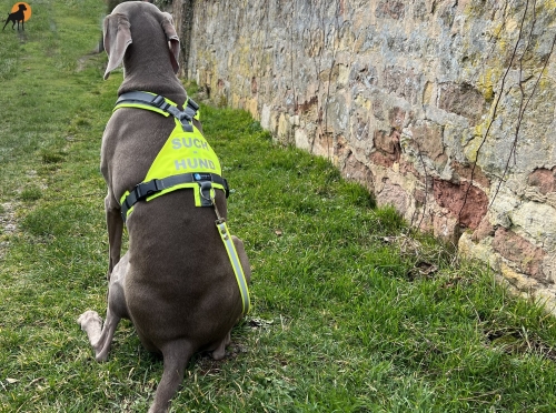 annyX Suchhund-Geschirr, leuchtgelb/grau