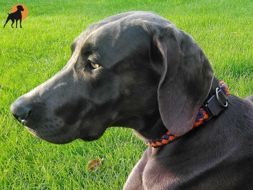 G2 Maßhalsband PRO mit ClicLock-Verschluß, Navy-Orange