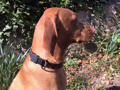 HWP Fettleder Maßhalsband Hegewald 18mm, mit ClicLock