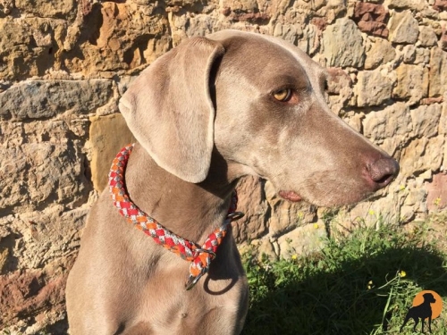 G2 Tauwerk Halsband Basic, rund geflochten, mit Zugstop, Sunrise