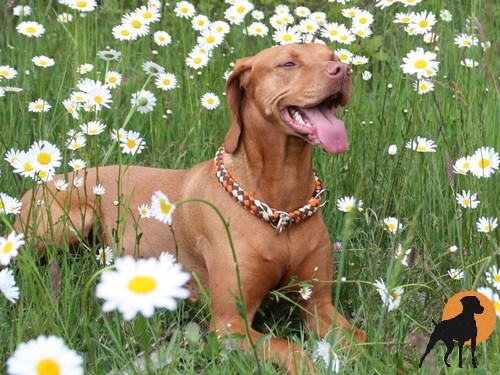 Hundewelt-Pfalz - Outdoor-Aschenbecher rund, Motiv: Magyar Vizsla (UK)