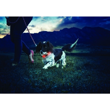 Nite Dawg LED Dog Collar, Gr.1 ca. 25-33cm, Orange