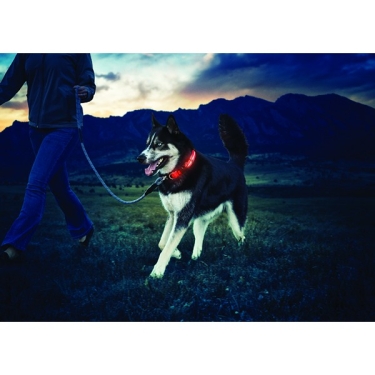 Nite Dawg LED Dog Collar, Gr.2 ca. 33-46cm, Orange - Kopie