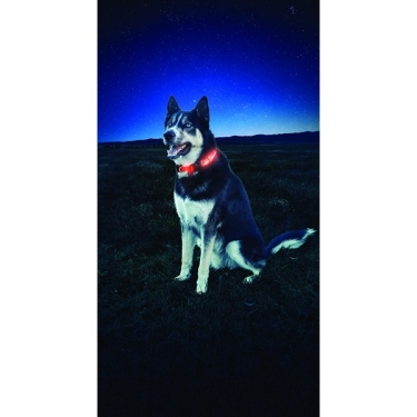 Nite Dawg LED Dog Collar, Gr.2 ca. 33-46cm, Orange - Kopie
