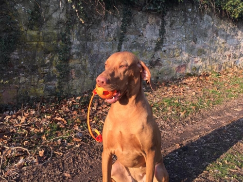 Naturgummiball 7cm mit Biothane-Wurfseil