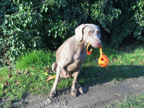 Naturgummiball 7cm mit Biothane-Wurfseil